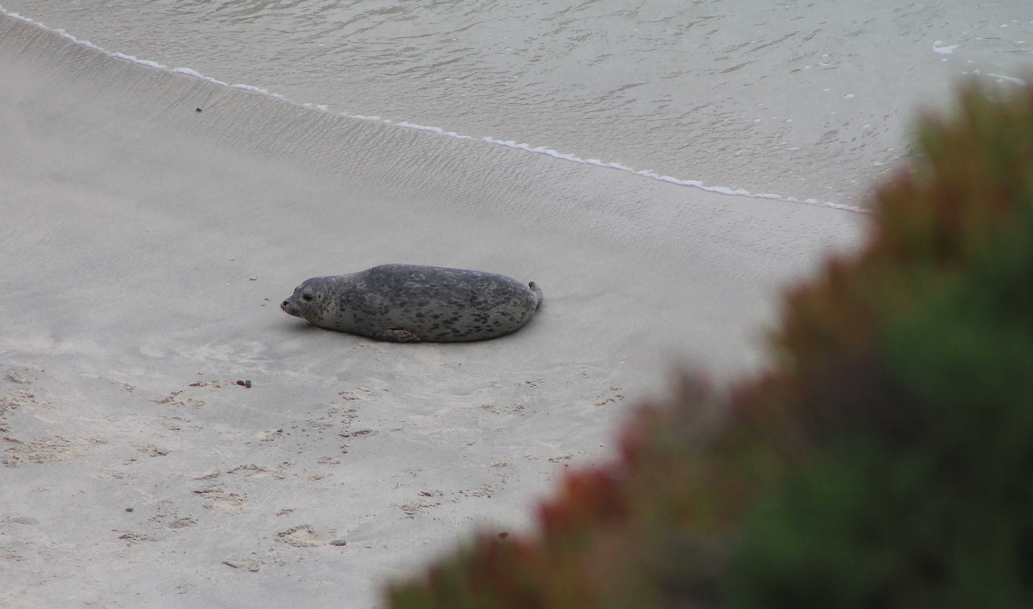 seal_hill.jpg