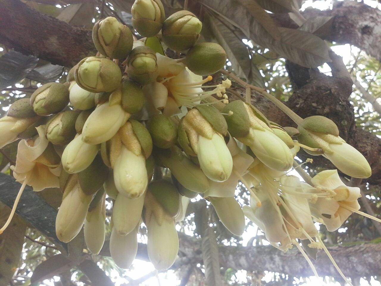 Bunga Durian (3).jpeg