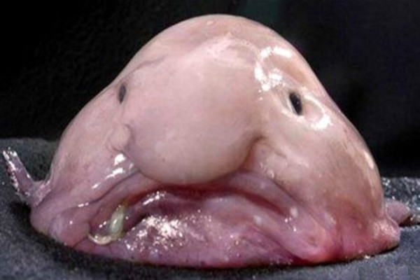 blobfish.jpg