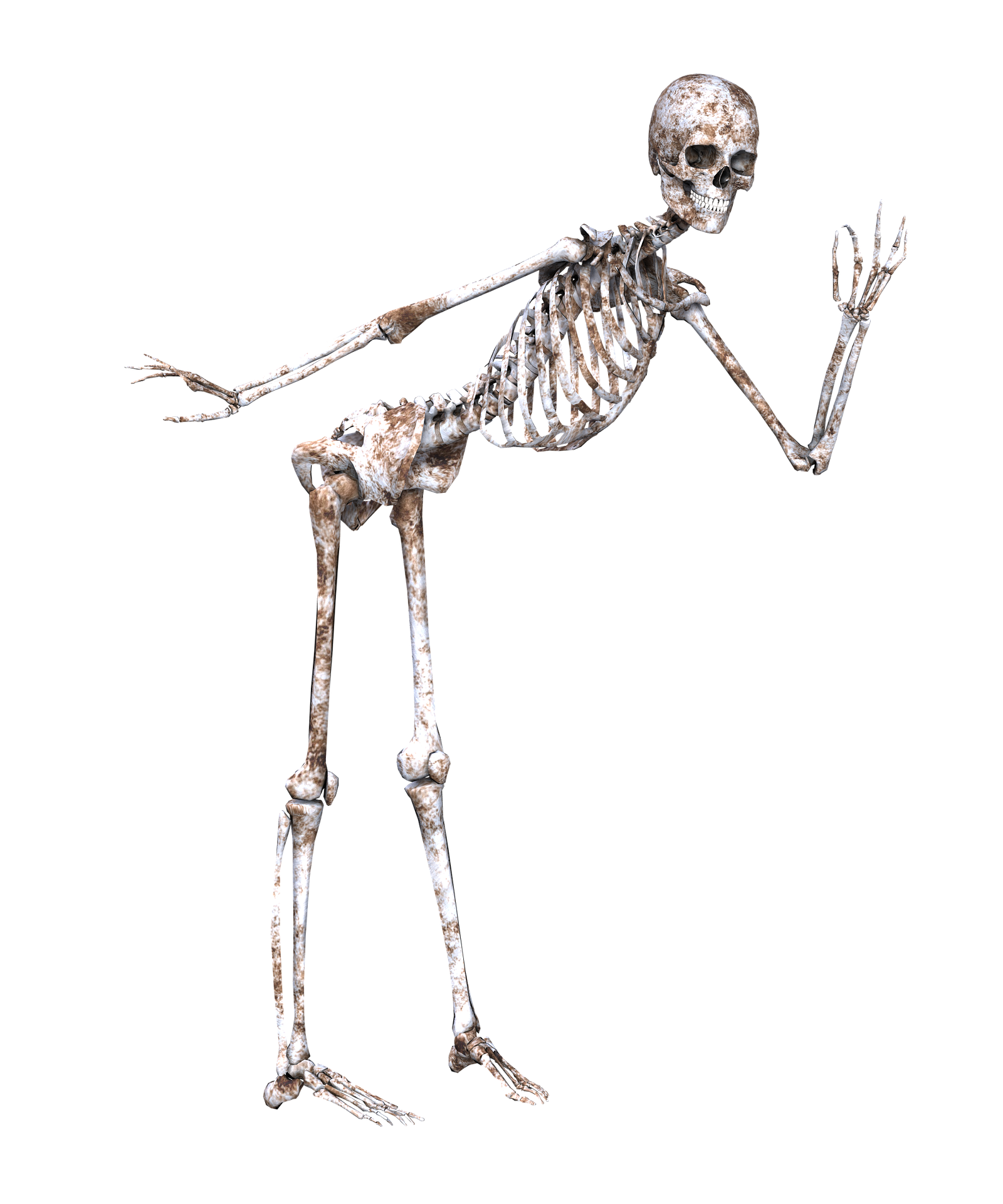 skeleton-1940279_1920.png