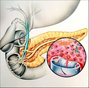 pancreas-1.jpg