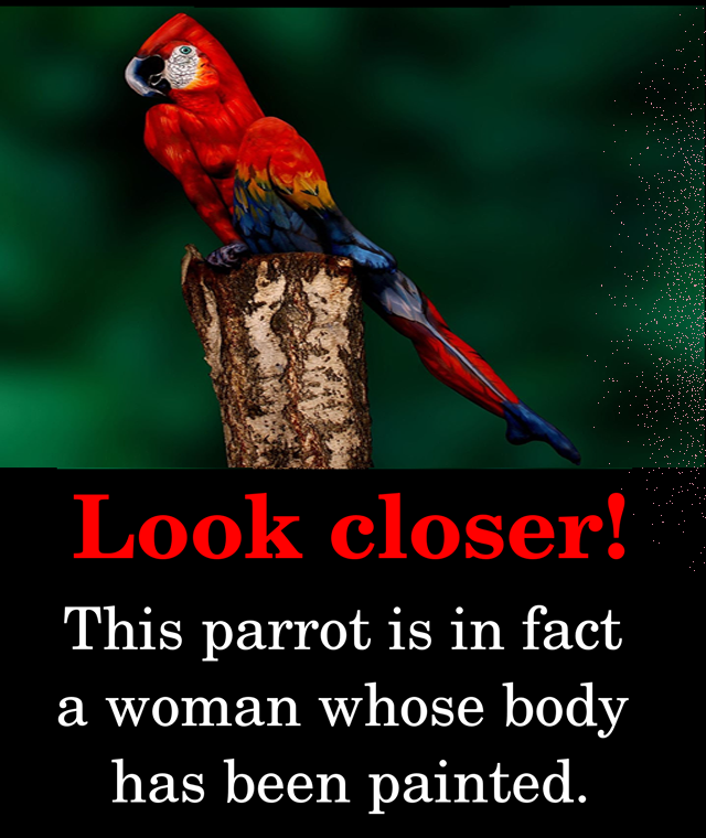 Check this out!-This is not a bird!.png