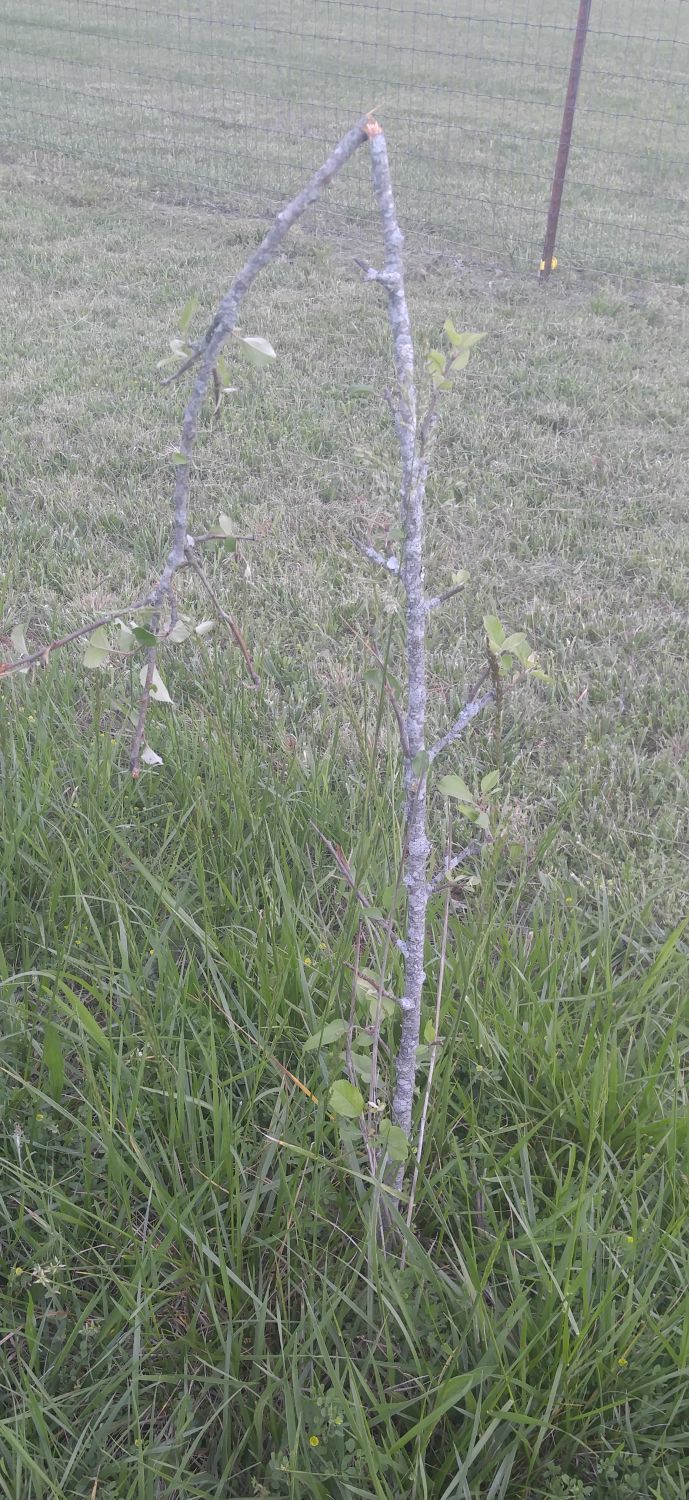 20170428_155343 - Another fruit tree, this time with a broken trunk.jpg