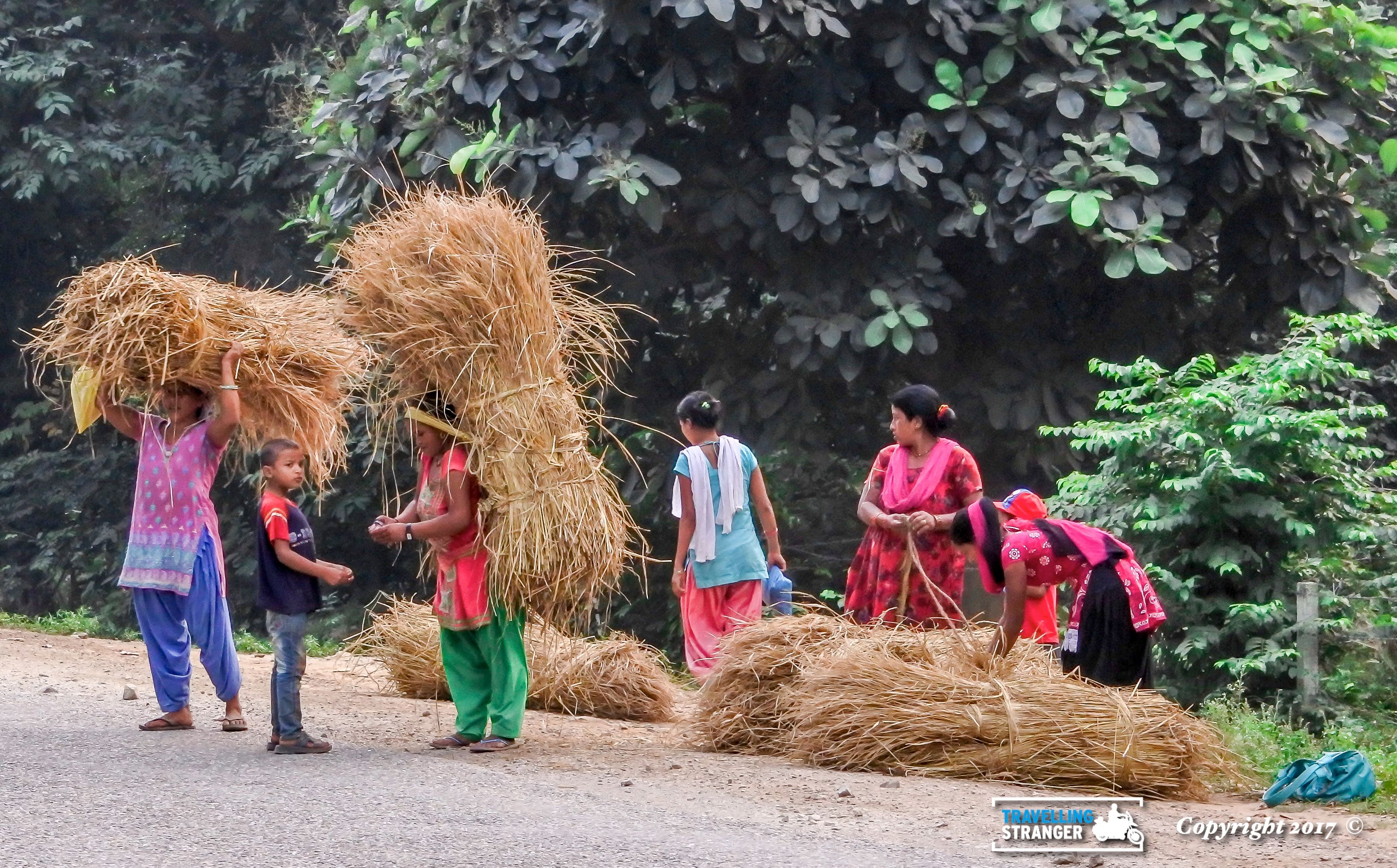 Nepali Women with hay.jpg