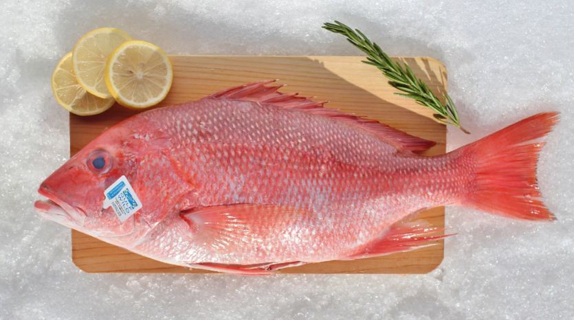 8 Benefits of eating red snapper for health.JPG