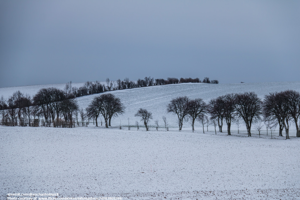 BlueSceneWinterTrees-001-021418.jpg