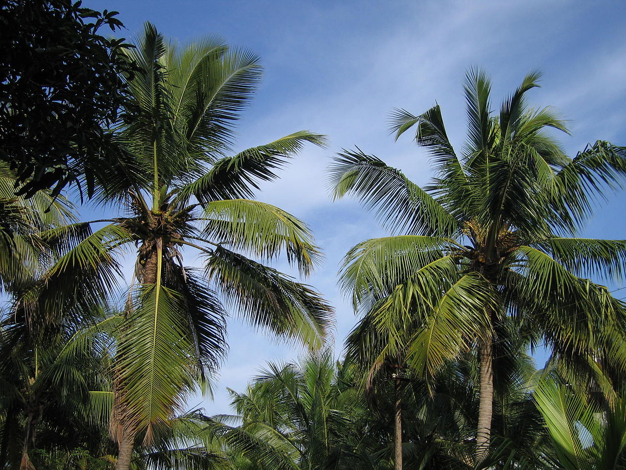 Coconut_Tree_in_Kerala.jpg