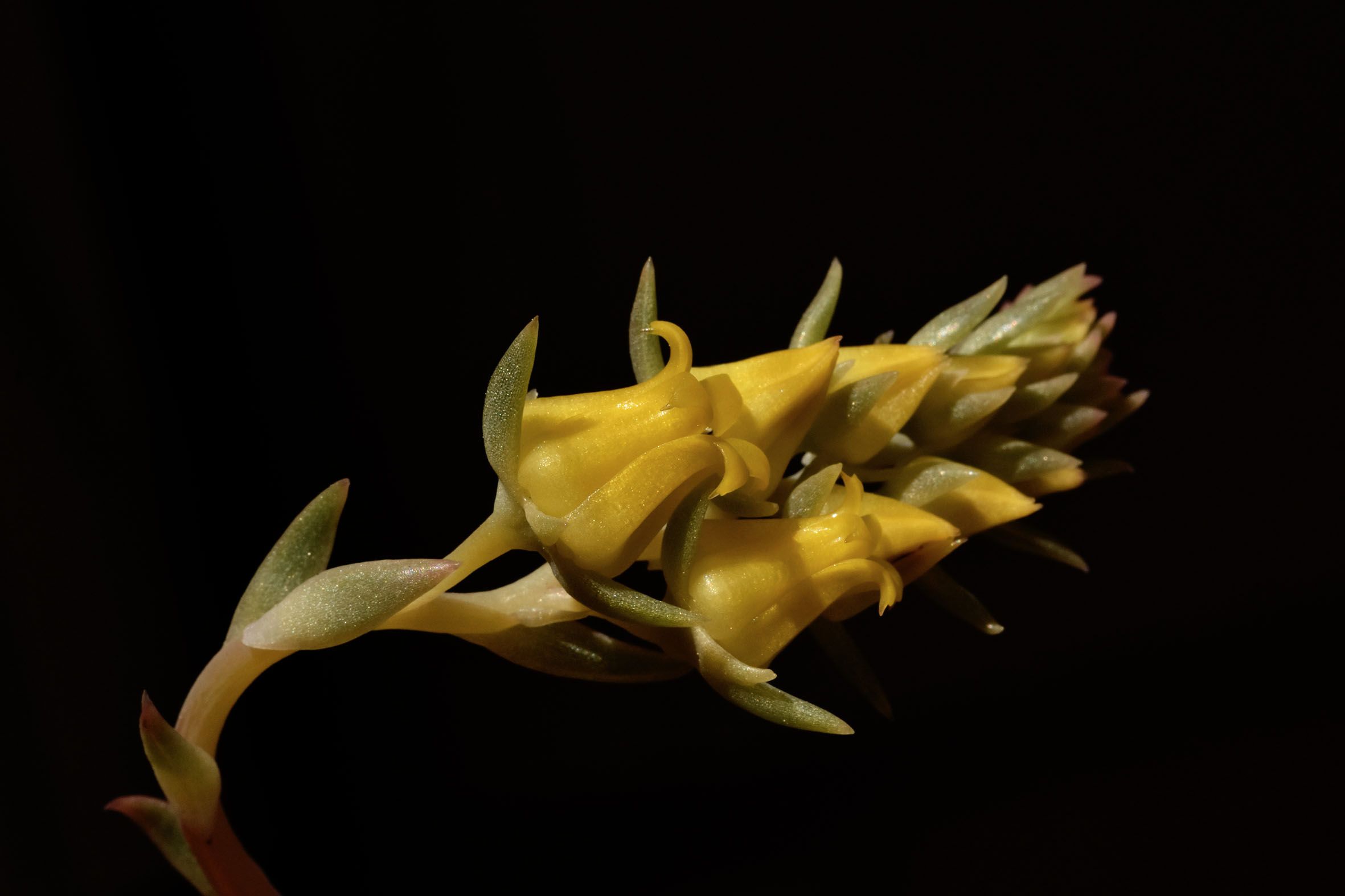 Echeveria pulidonis yellow flower 1.jpg