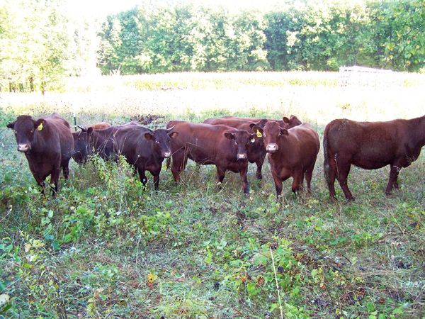 Eleven yearlings1A crop Sept. 10 2012.jpg