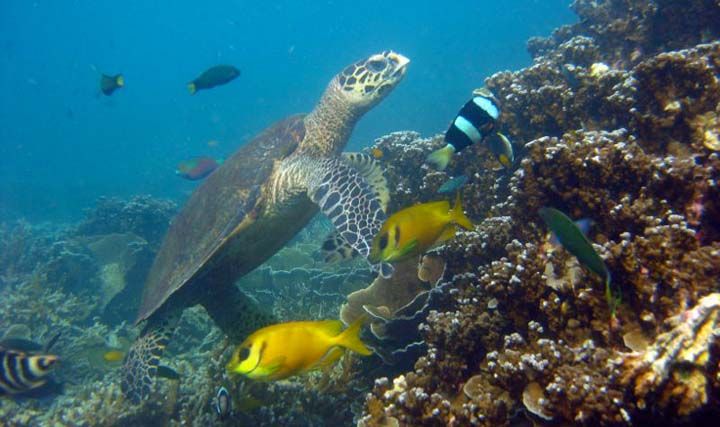 Tioman.jpg