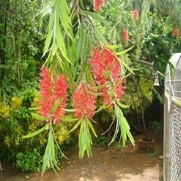 bottlebrush.JPG