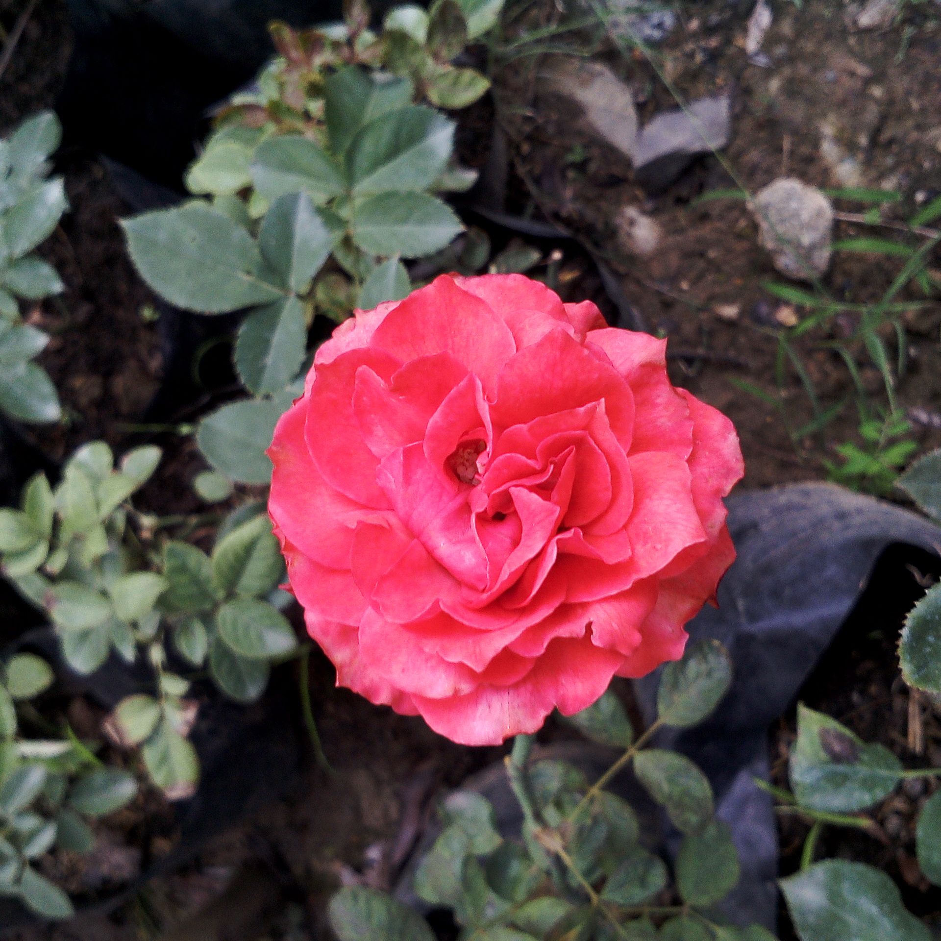 Bunga Mawar Yang Harum Steemit