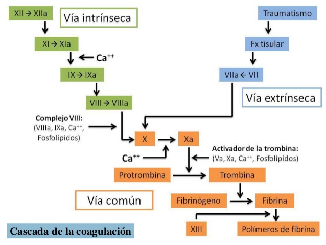 cascada-de-coagulacin-17-638.jpg