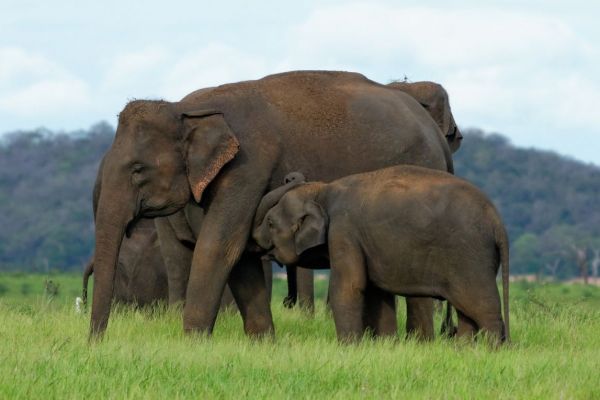wild_asian_elephants_in_kaudulla_national_park_in_sri_lanka.jpg