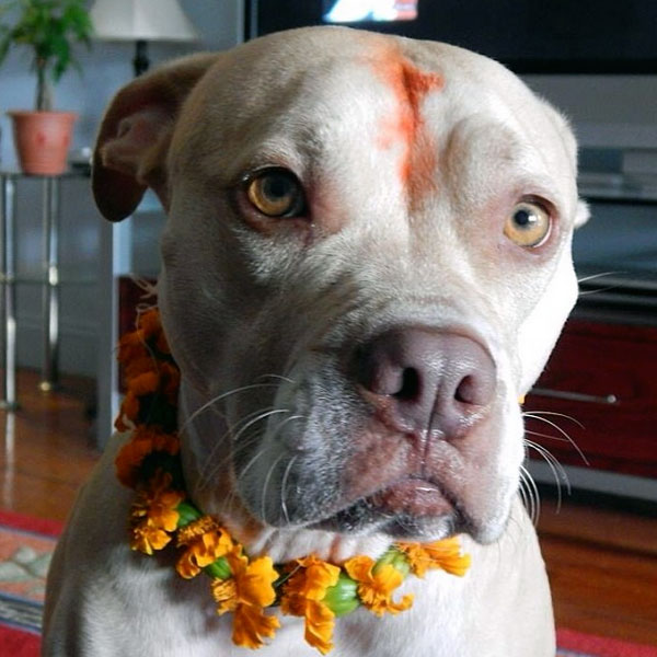 diwali-tihar-dogs-01.jpg