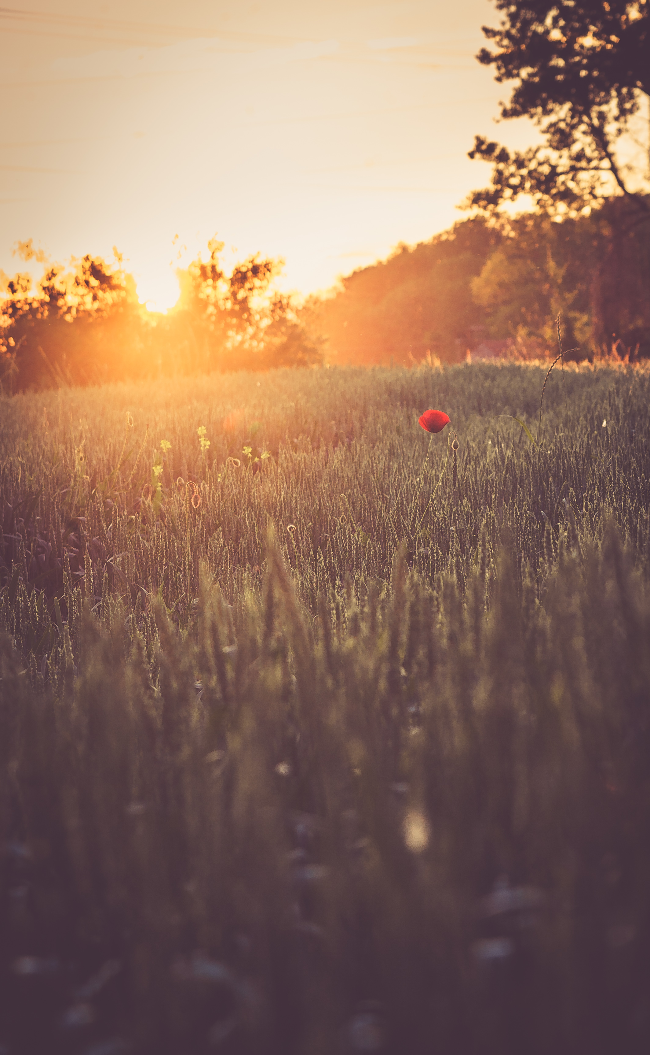 Red flower.jpg