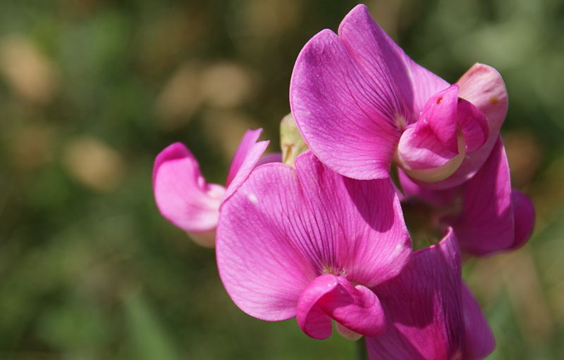 Sweet-pea-flower.jpg