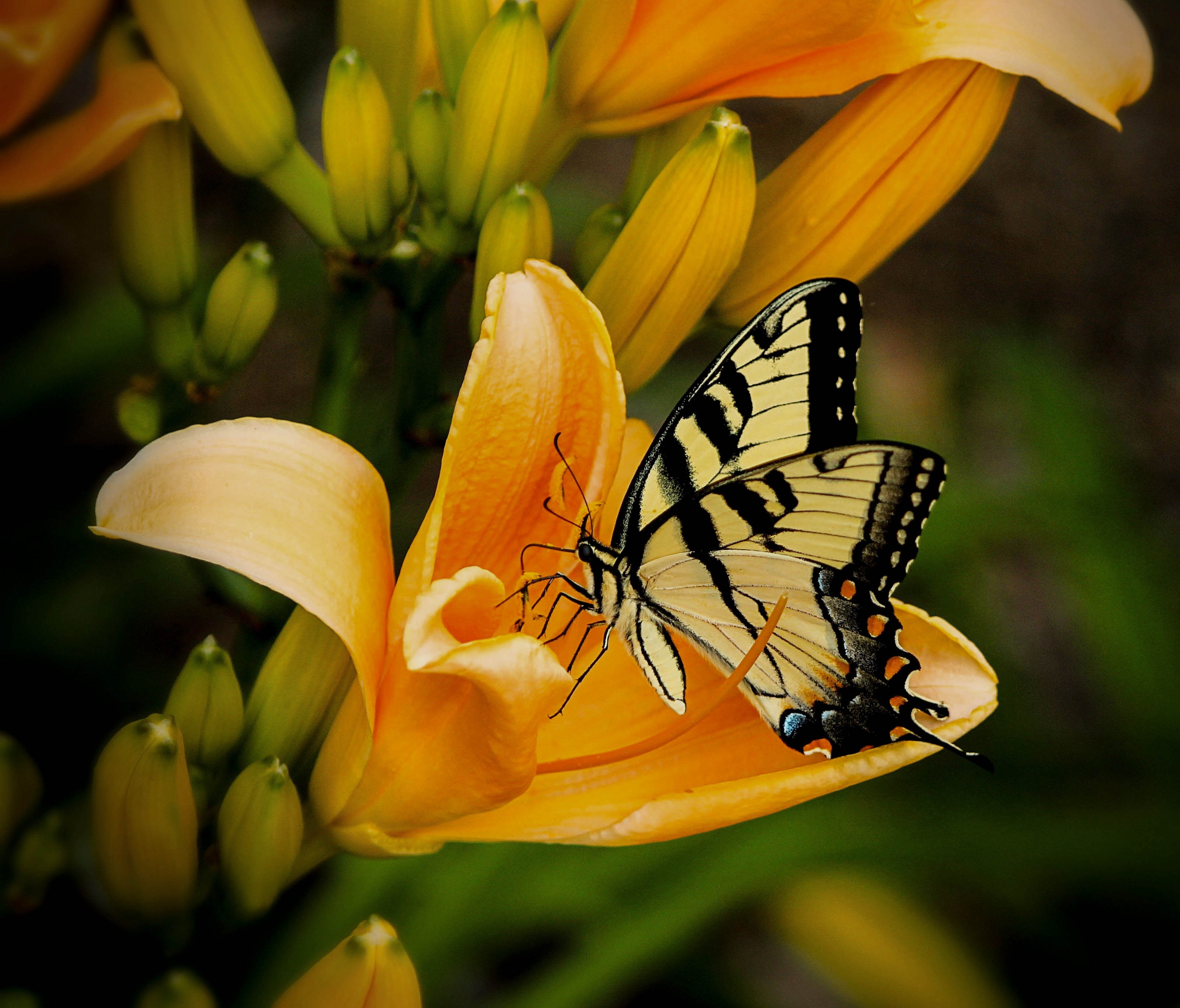 butterfly-close-up-flower-67811.jpg