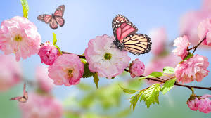 spring.jpg