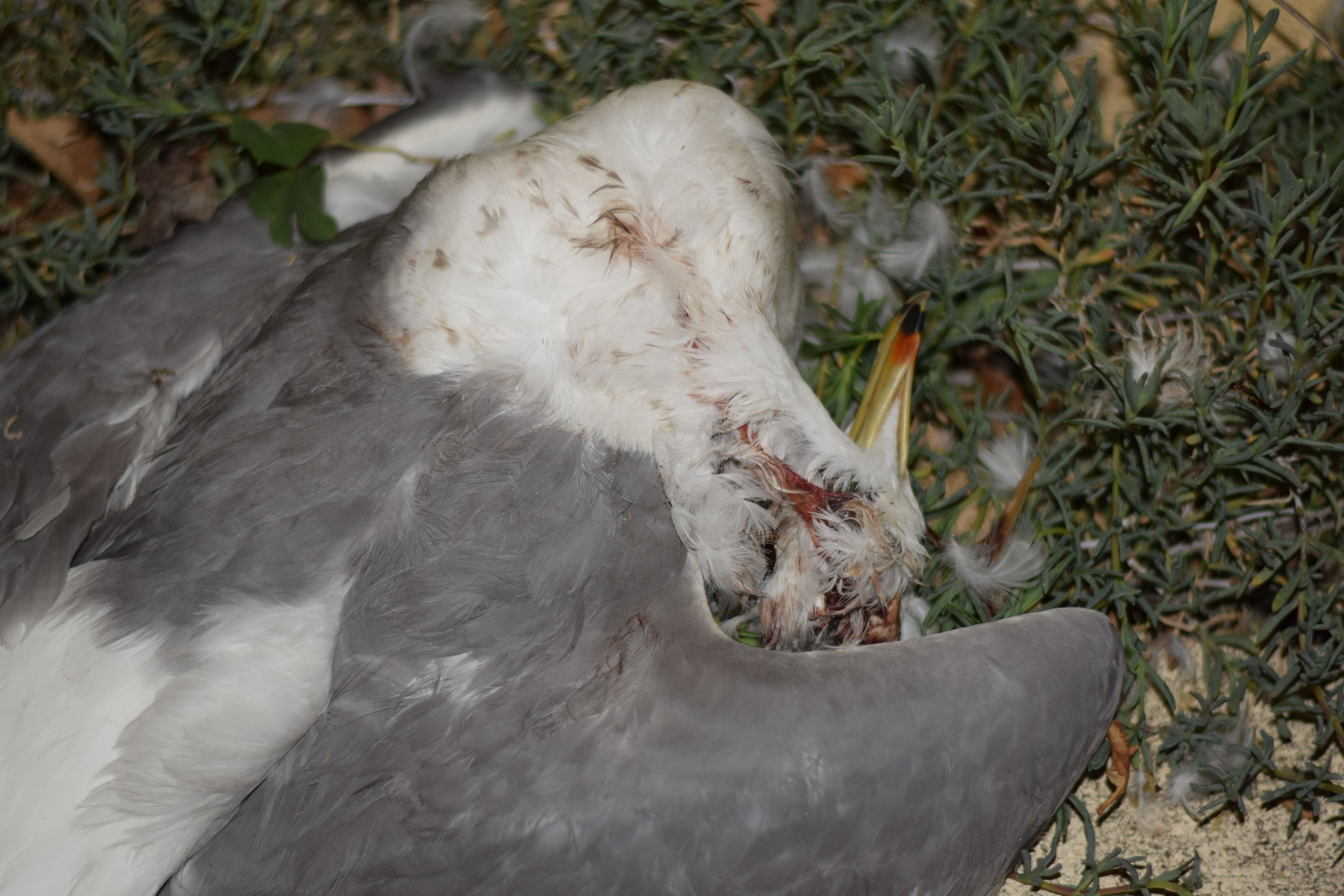 DSC_0444.JPG