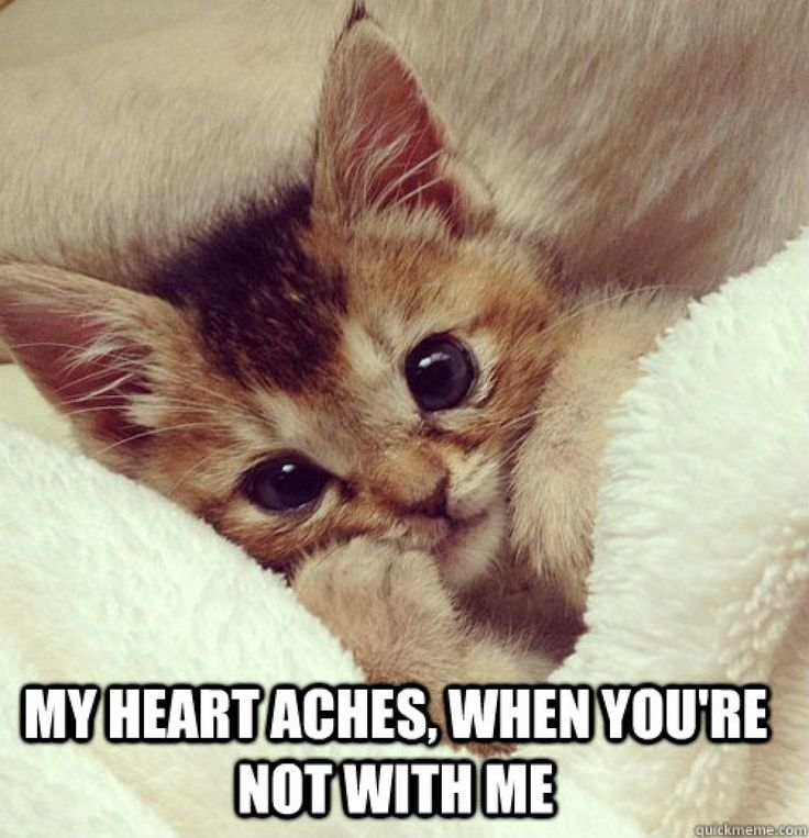 Cute kitten meme — Steemit