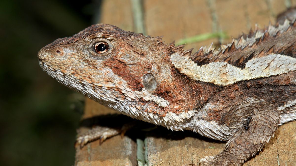 Reptilia Rankinia diemensis Mountain Dragon n2 BY Tas 2017-10-14.jpg