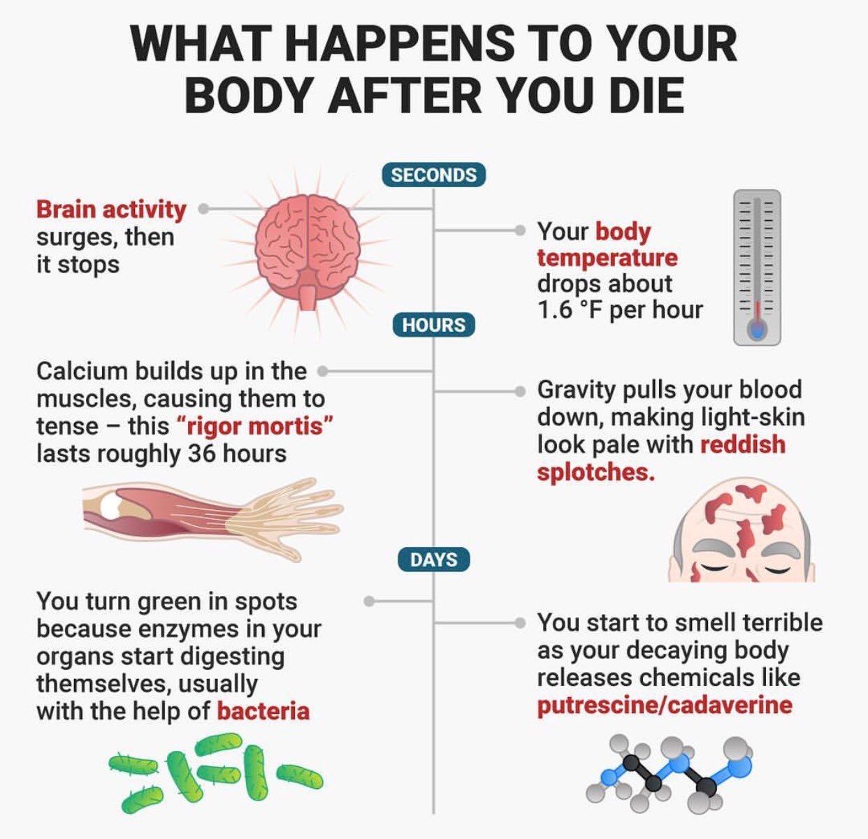 what-happens-to-your-body-after-you-die-steemit