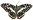 Swallowtail Butterfly 20H.jpg