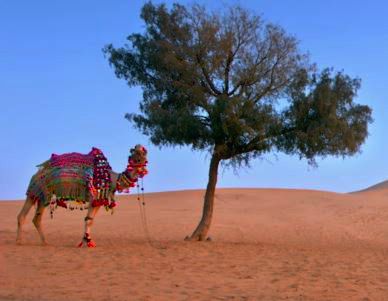 camel with tree.JPG