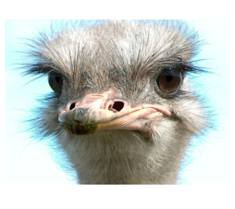 Ostrich H300.jpg