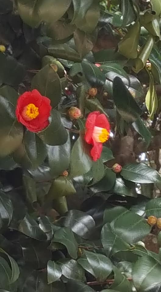 29356257_1742435945802219_7024265106749915136_n.jpg