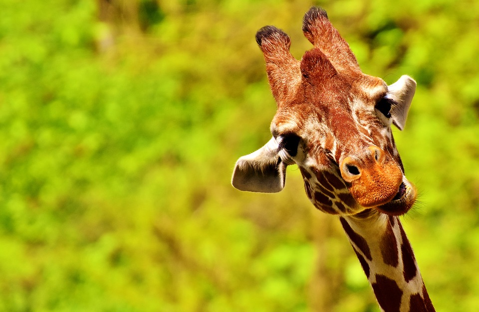 giraffe-2469322_960_720.jpg