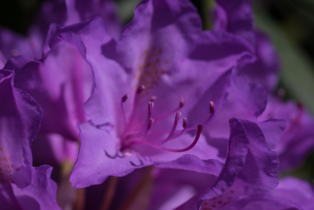 14-05-2018-azalea-Rhododendron-04864.jpg