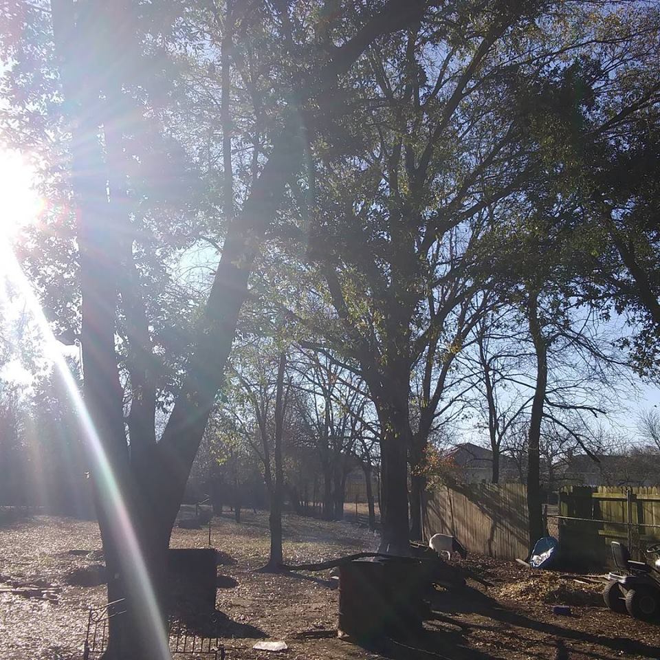 selfie the homestead sun shine through the trees.jpg