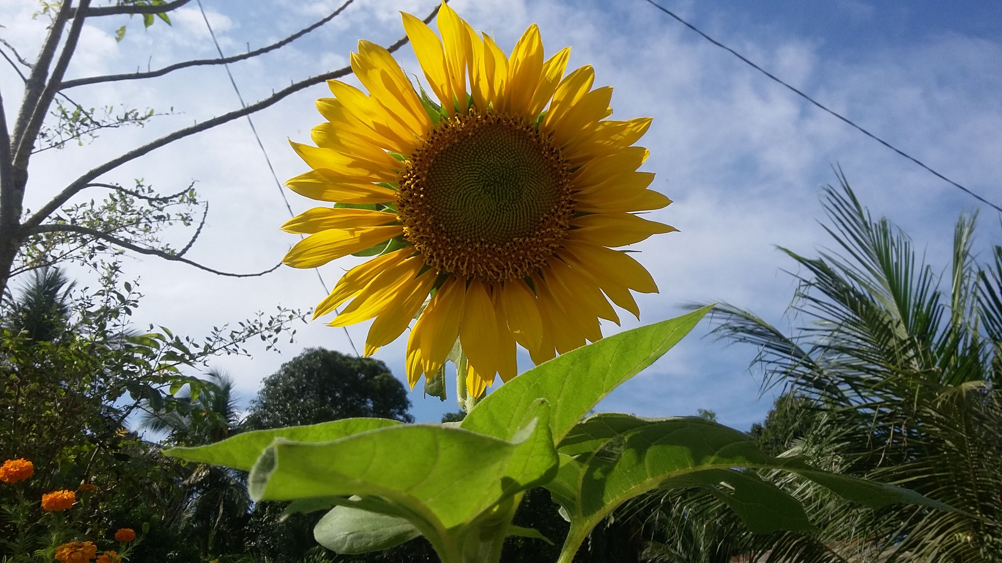  Bunga  Matahari  Di Siang Hari Steemit