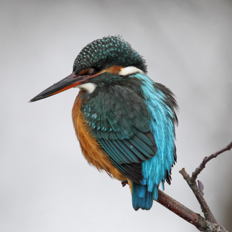 kingfishers