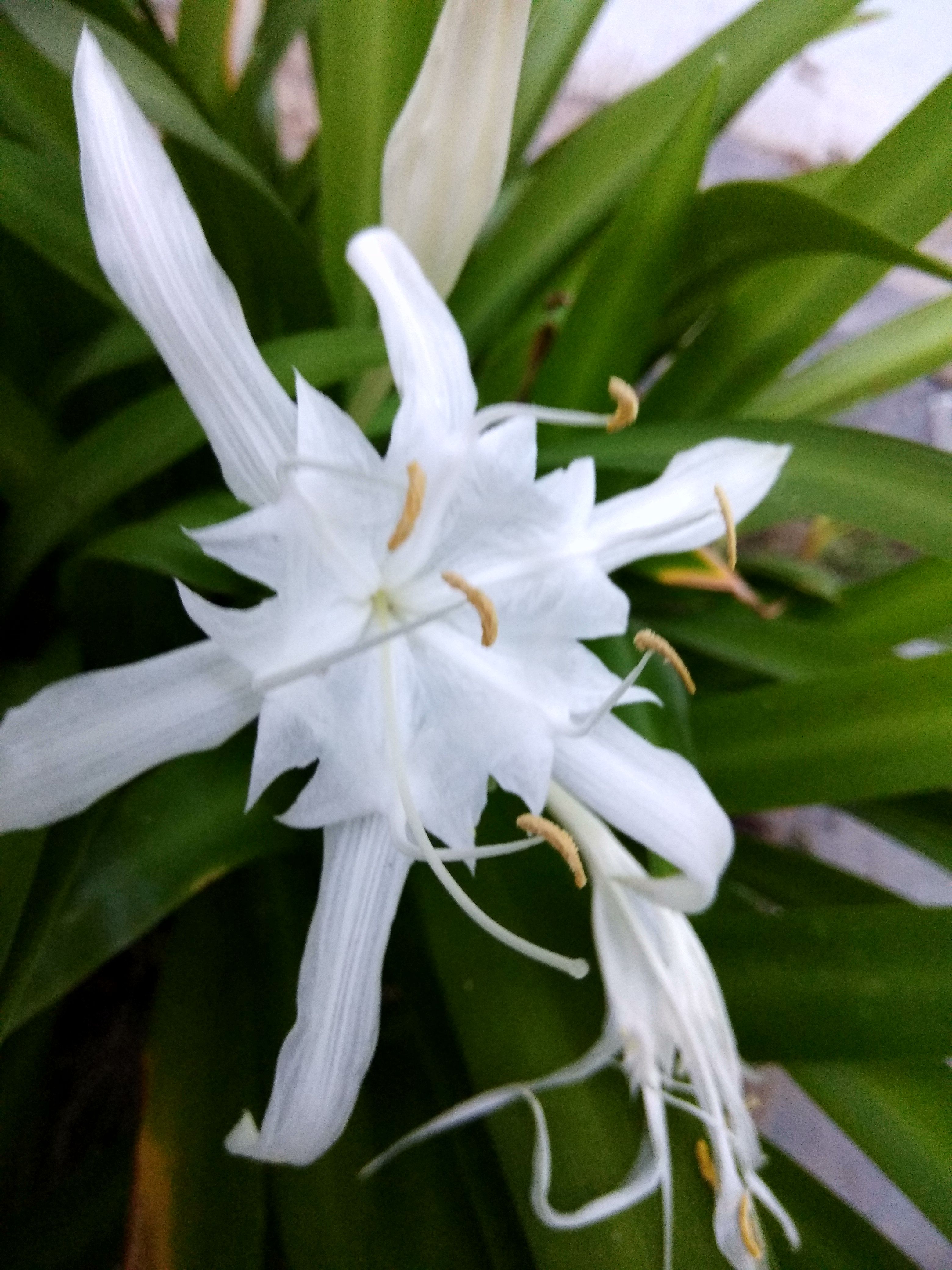 300 Gambar  Bunga Lily  Putih Terbaik Infobaru
