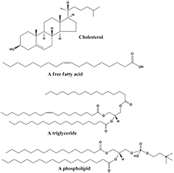 602px-Common_lipids_lmaps.png