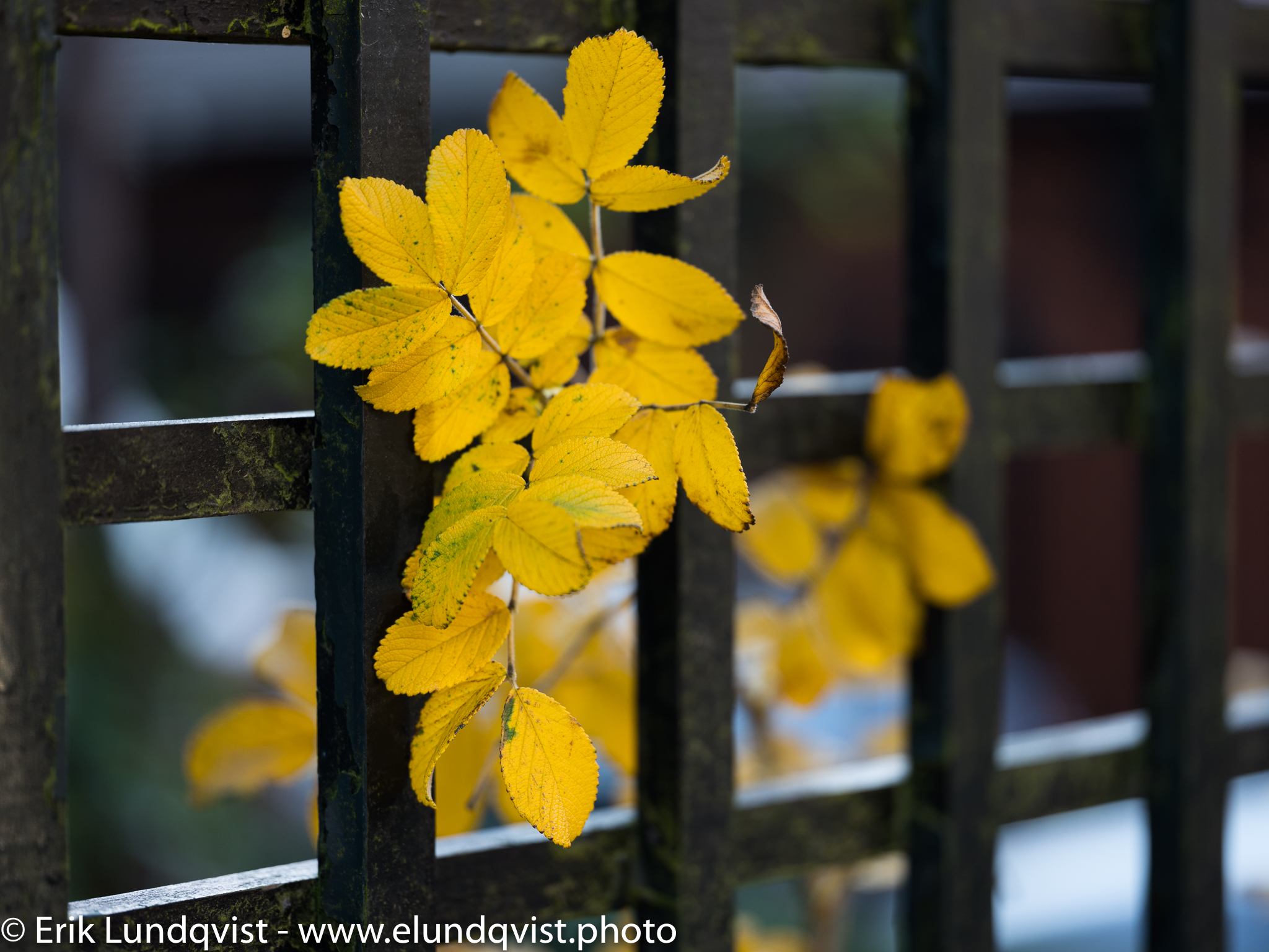 autumn color-1.jpg