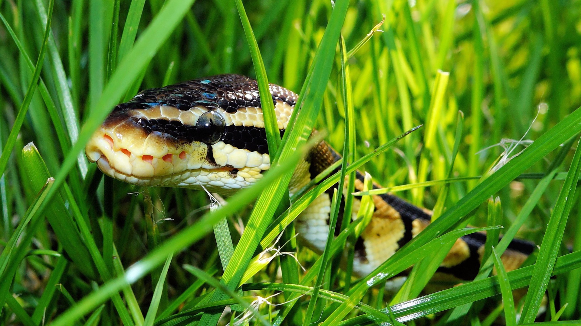 snake_grass_reptile_107093_1920x1080.jpg