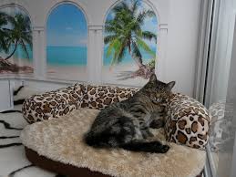 cats living in luxury.jpg