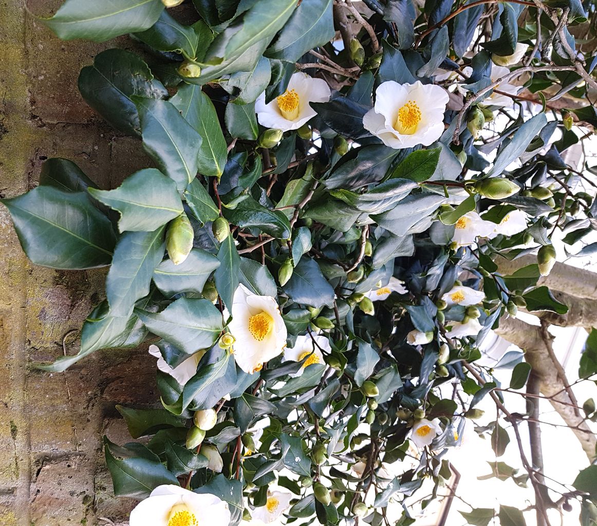 Gardenias on wall.jpg