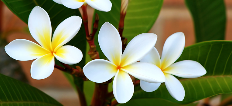 Frangipani-with-foliage.jpg