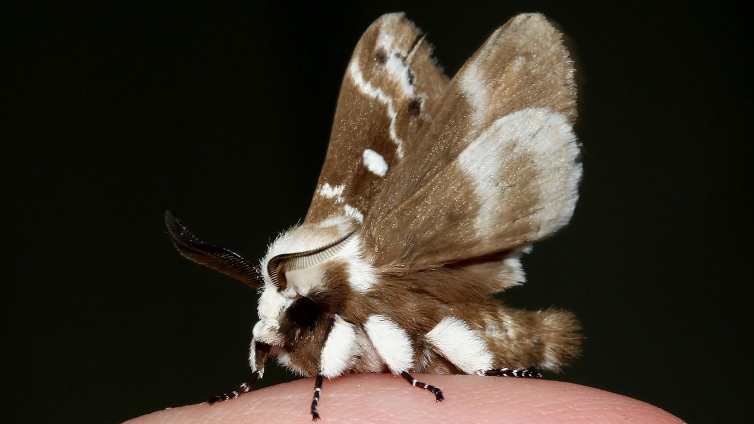 Insects Lepidoptera Lasiocampidae Porela subfasciata MV BY Tas 2018-01-26 n1.jpg