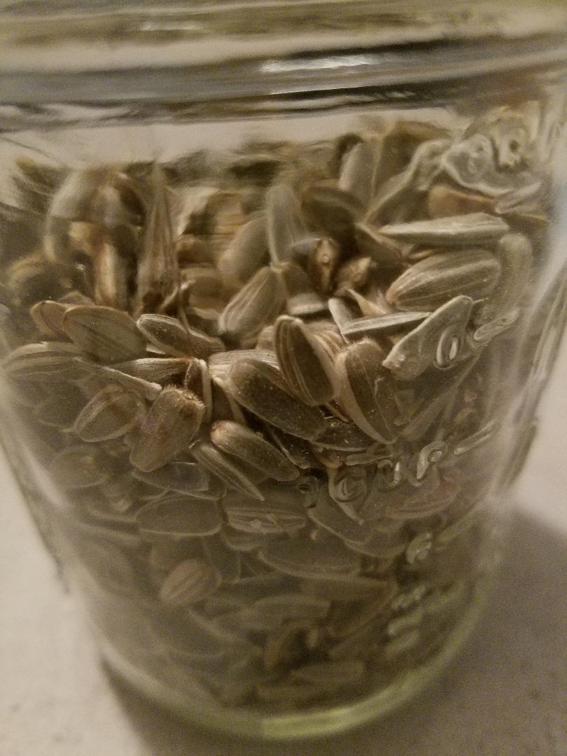 seed jar.jpg