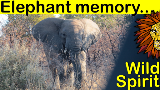 elephant memory.png