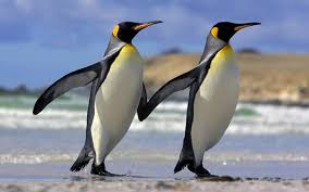 images pinguino.jpg