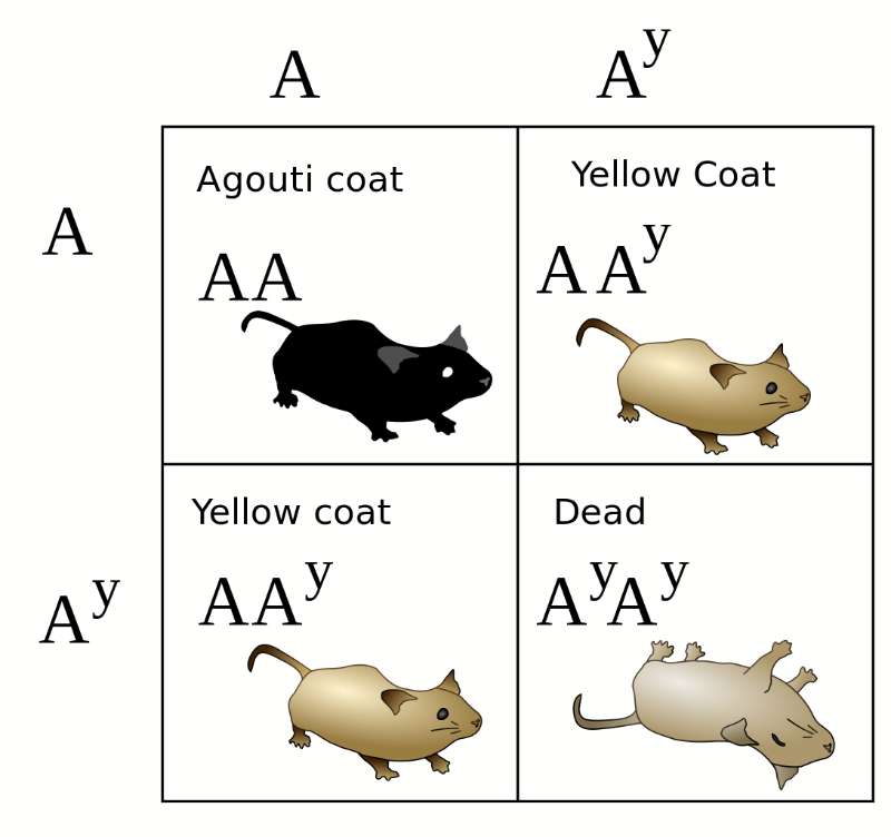 Lethal_alleles_punnett_square.svg-800x752.png