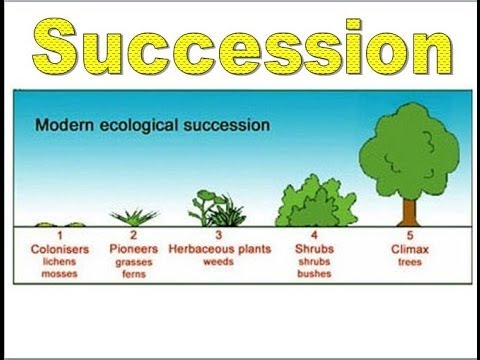 What is succession ? Types of Succession ? — Steemkr