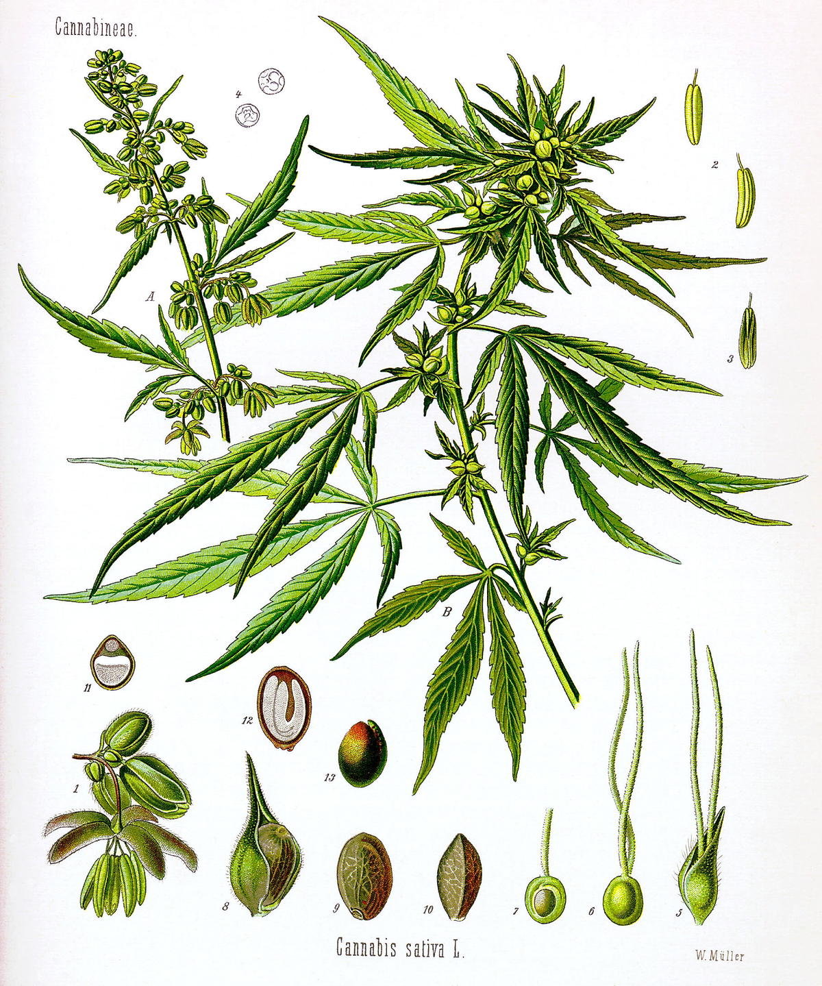 Cannabis_(Botany).png